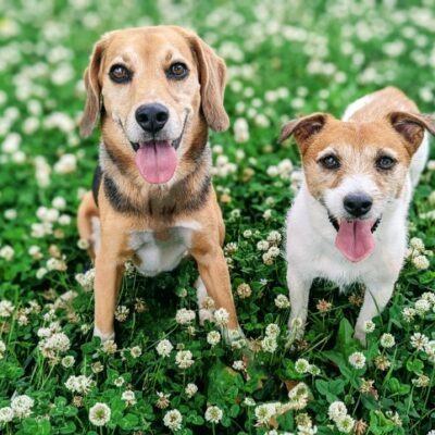 犬2匹